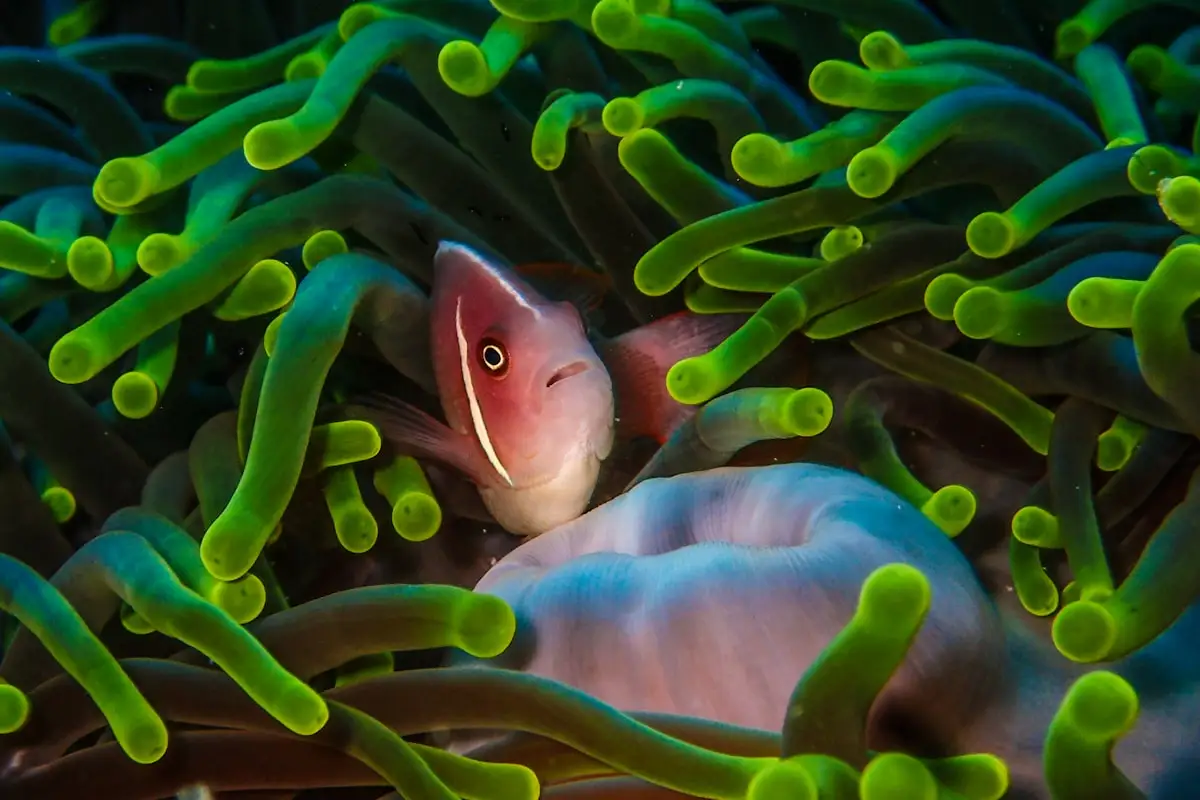 Clownfish sheltering in an anemone on a Bali reef