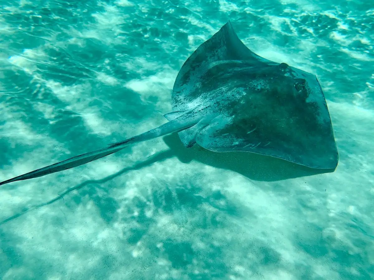 Manta ray gliding over a cleaning station at Nusa Penida, Bali