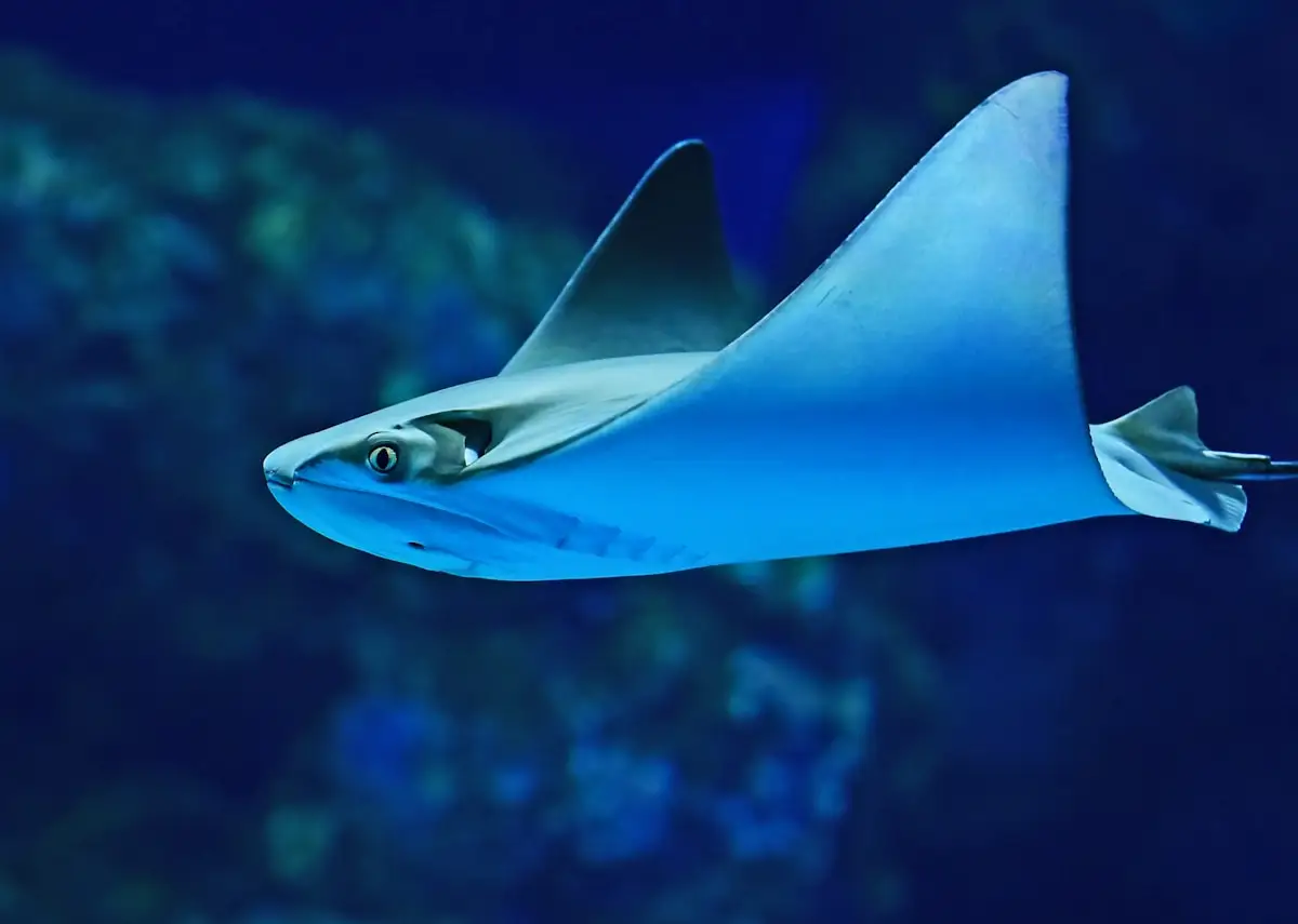 Spotted ray gliding over the sand on a Bali dive