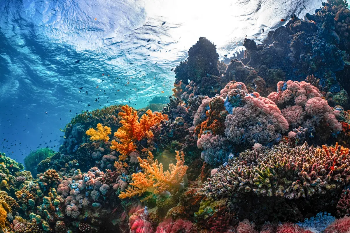Vibrant coral reef on a Bali scuba dive