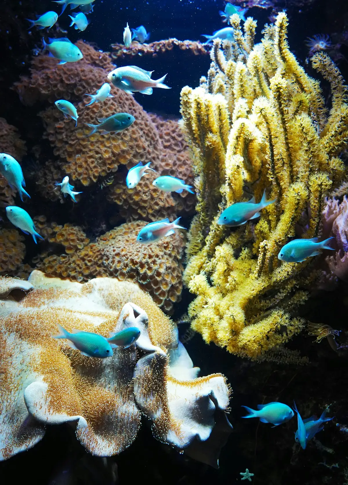 School of tropical fish over a coral reef in Bali