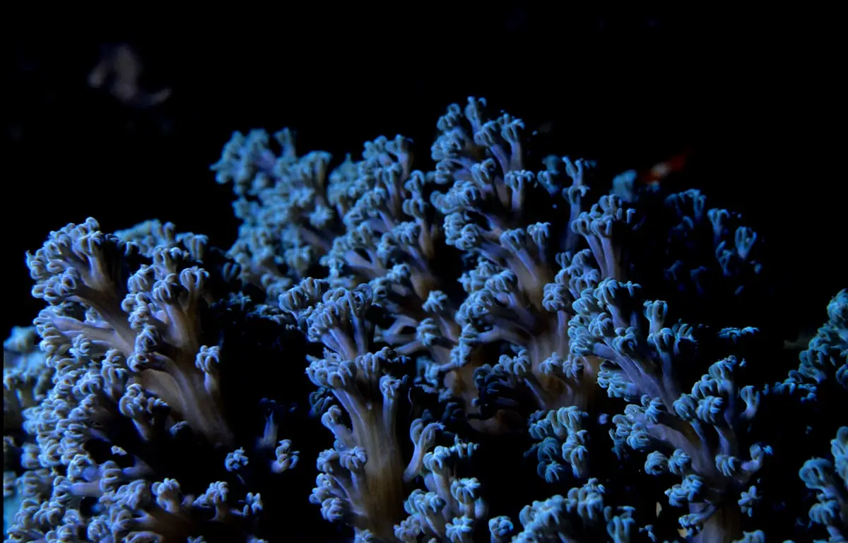 Blue soft corals on a Bali reef