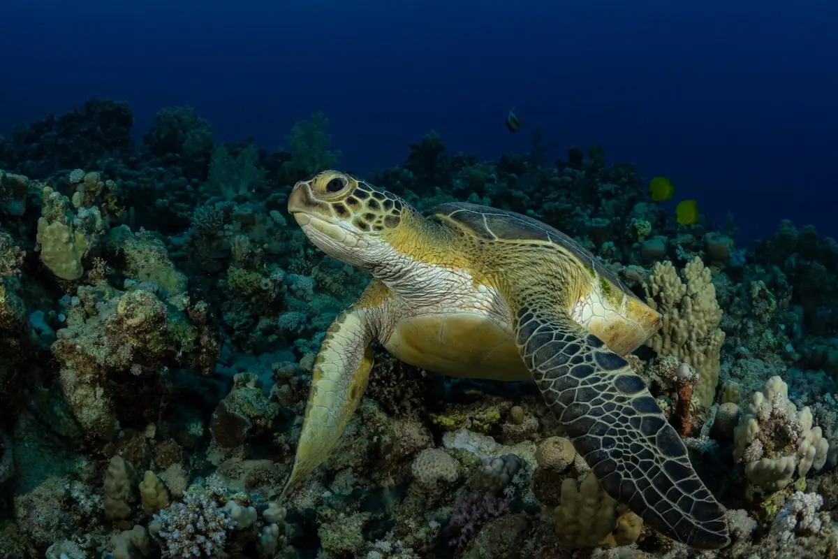 Green sea turtle swimming above the reef in Bali