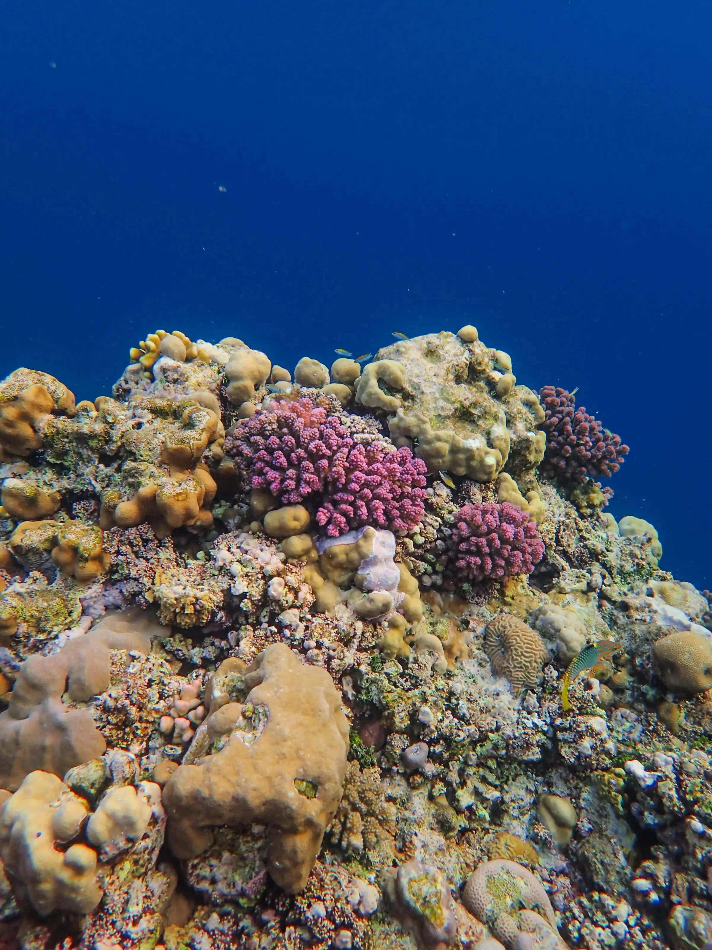 A vibrant coral reef in clear blue water at a Bali dive site