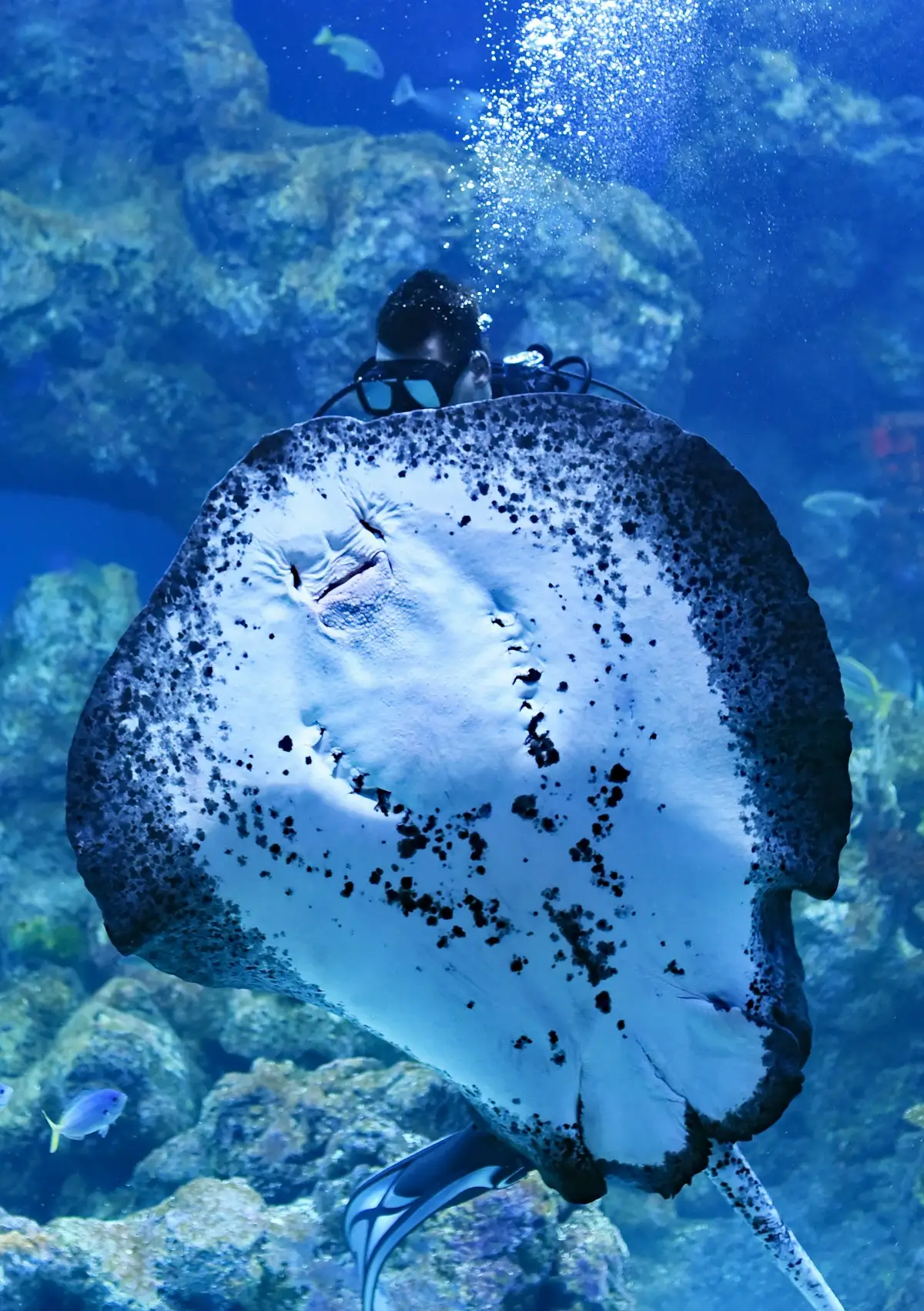 Manta Point Dive, Nusa Penida