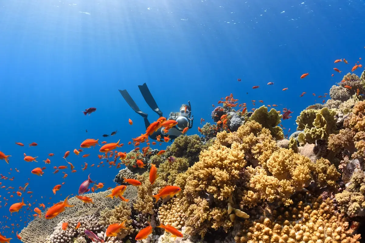 PADI Open Water Course